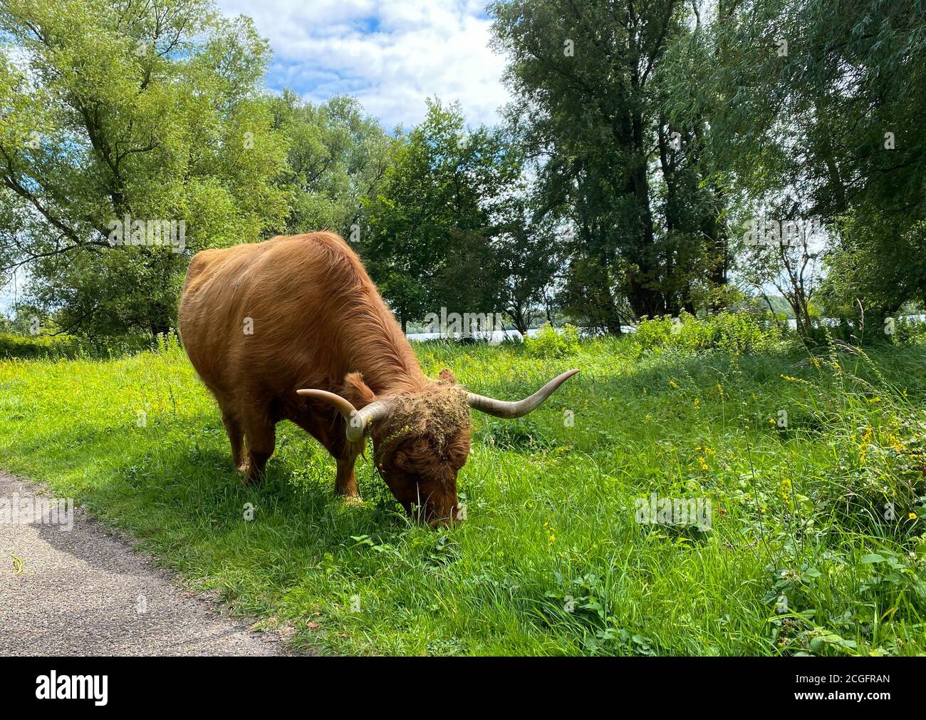 Mucca di montagna bruna con corna che pascolano sull'erba Foto Stock