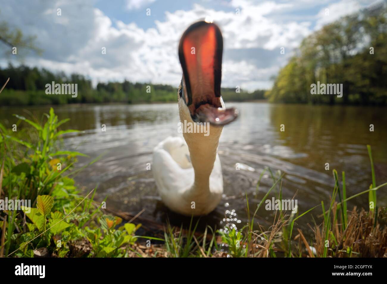 Cigno pericoloso. Animale morso. Animale affamato nella scena rurale Foto Stock
