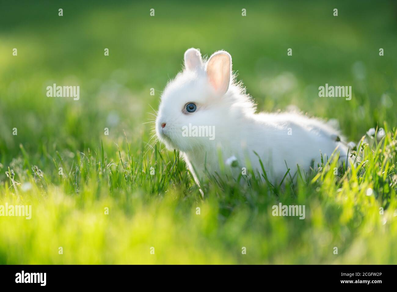 Ritratto di coniglio bianco con occhi blu Foto Stock