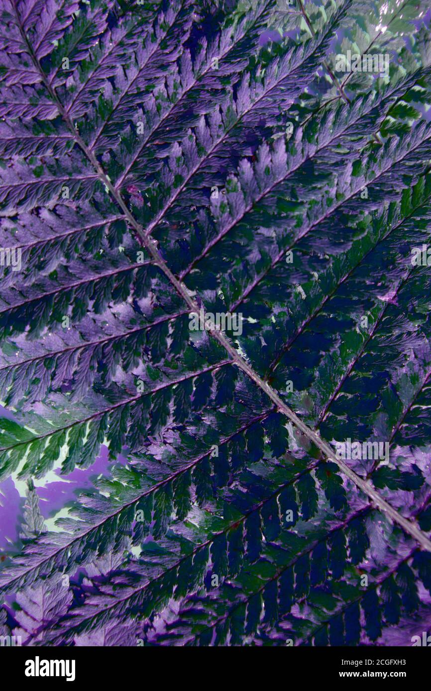 Foglia Fern primo piano, disteso diagonalmente.sfondo botanico. Orientamento verticale Foto Stock