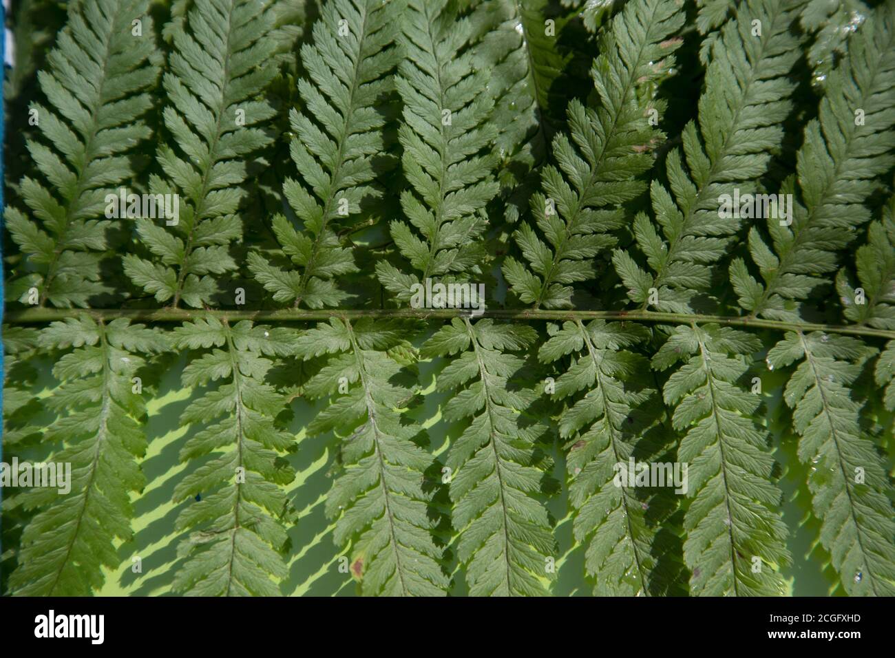 Foglia Fern close-up.sfondo botanico. Orientamento orizzontale Foto Stock