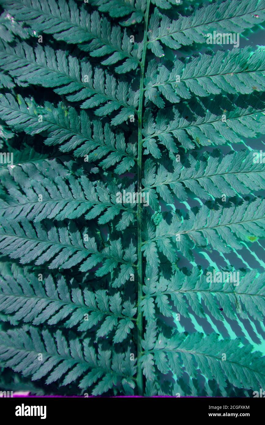 Foglia Fern close-up.sfondo botanico. Orientamento verticale Foto Stock