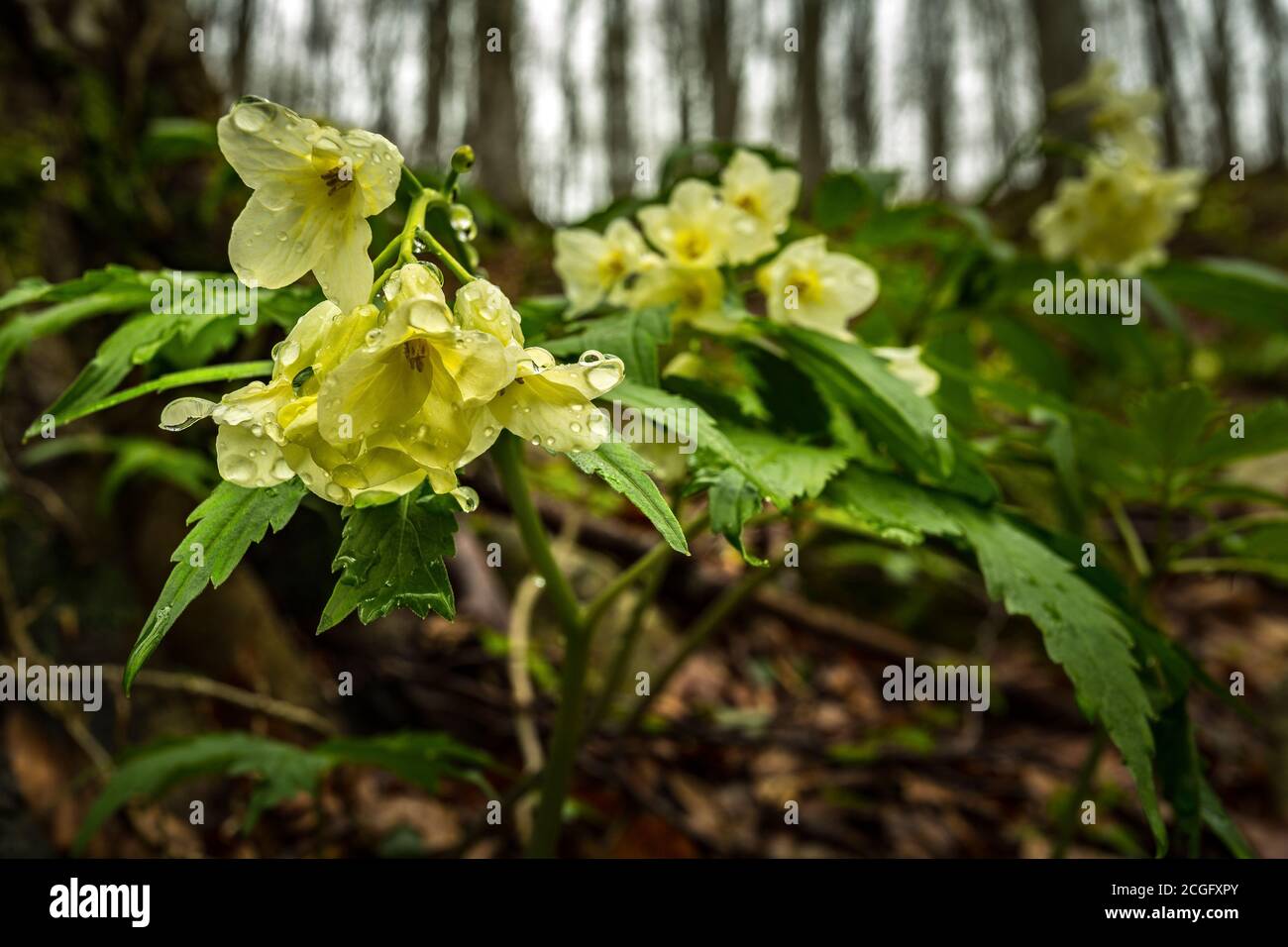 Gocce di pioggia sui fiori gialli di Kitaibel Dentaria, Cardamine Kitaibelii, appartenenti alla famiglia Brassicaceae. Parco Nazionale della Maiella, Abruzzo Foto Stock