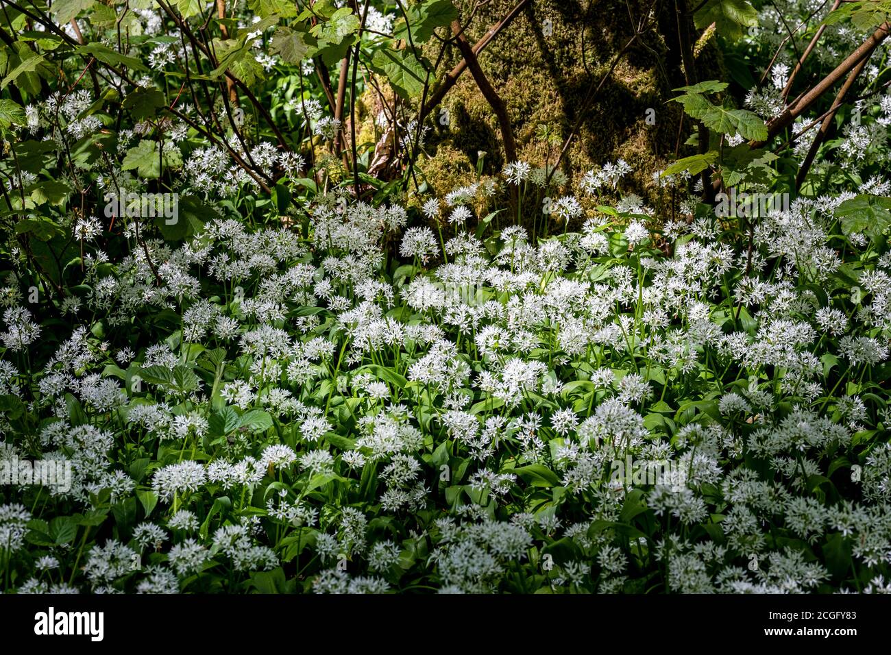 Aglio selvatico su un pavimento della foresta illuminato da bacini di luce solare sotto alti alberi estivi in una foresta nel Regno Unito. Foto Stock
