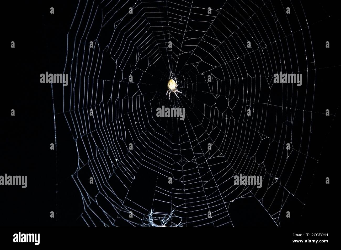 Un ragno è in attesa di una vittima nel web alla vigilia della festa di Halloween. Orientamento orizzontale Foto Stock