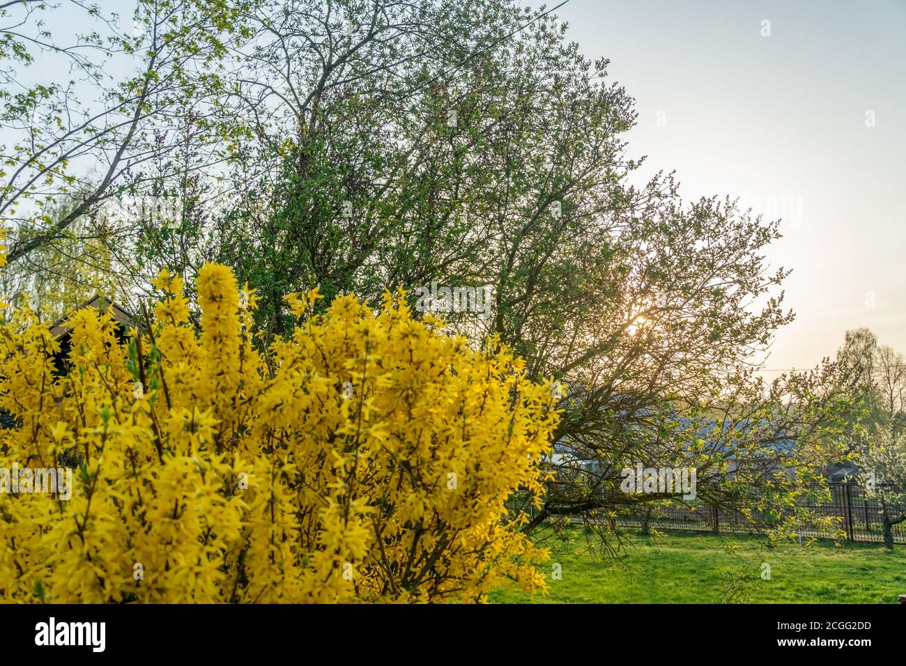 La forsizia fiorisce contro alberi verdi, erba e cielo blu. Forsite di bordo (Forsythia x intermedia, europaea) primavera fiore giardino cespuglio Foto Stock