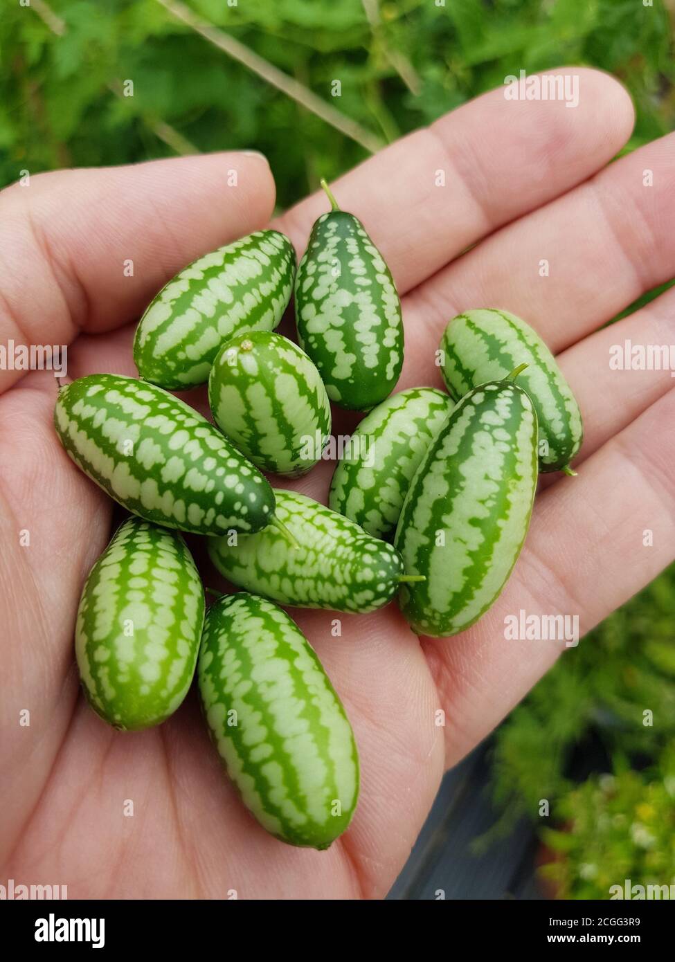 Una manciata un Cucamelons Foto Stock