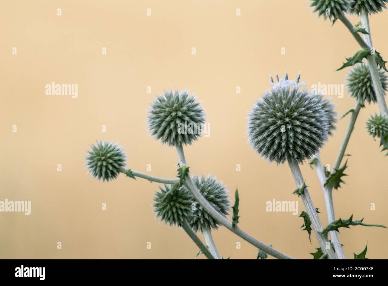 Globo thistle sfera-forma verde fiori macro. Echinops ritro erba di prickly selvatica su sfondo giallo beige offuscato. Copia spazio naturale moderno detaile Foto Stock