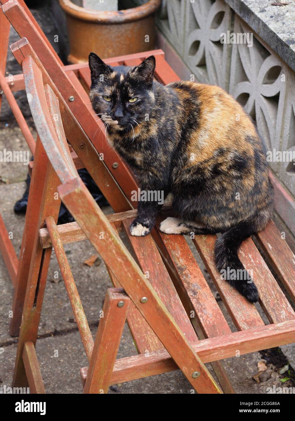 un gatto di tartaruga sedette su una sedia di legno Foto Stock