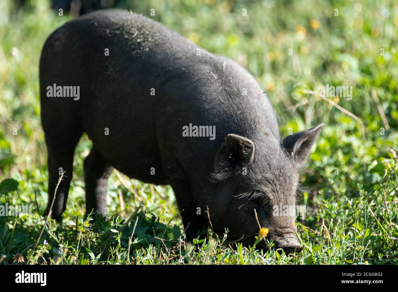 Pig piccolo cute del bambino che gioca l'erba mangiante. Alimentazione di maialino nero in verde prato soleggiato campo fattoria Foto Stock