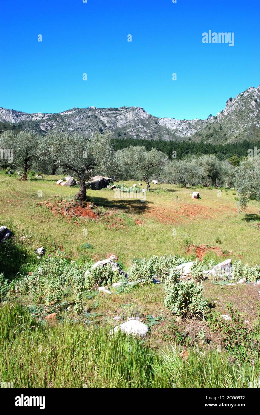 Vista attraverso gli uliveti verso le montagne, Refugio de Juanar, vicino a Marbella, Costa del Sol, Provincia di Malaga, Andalusia, Spagna, Europa. Foto Stock