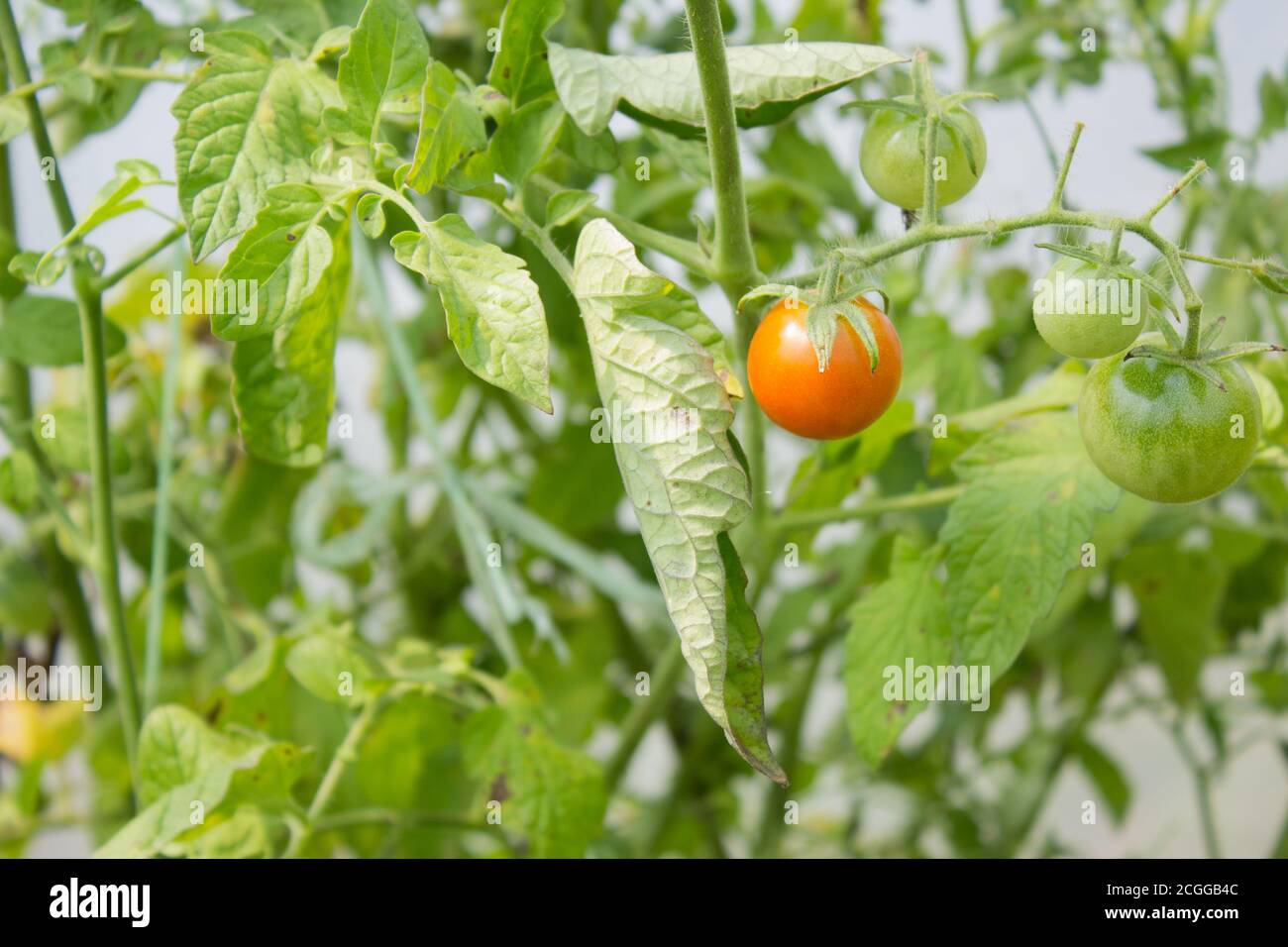 Pomodori ciliegini, pomodori verdi su un ramo in giardino Foto Stock