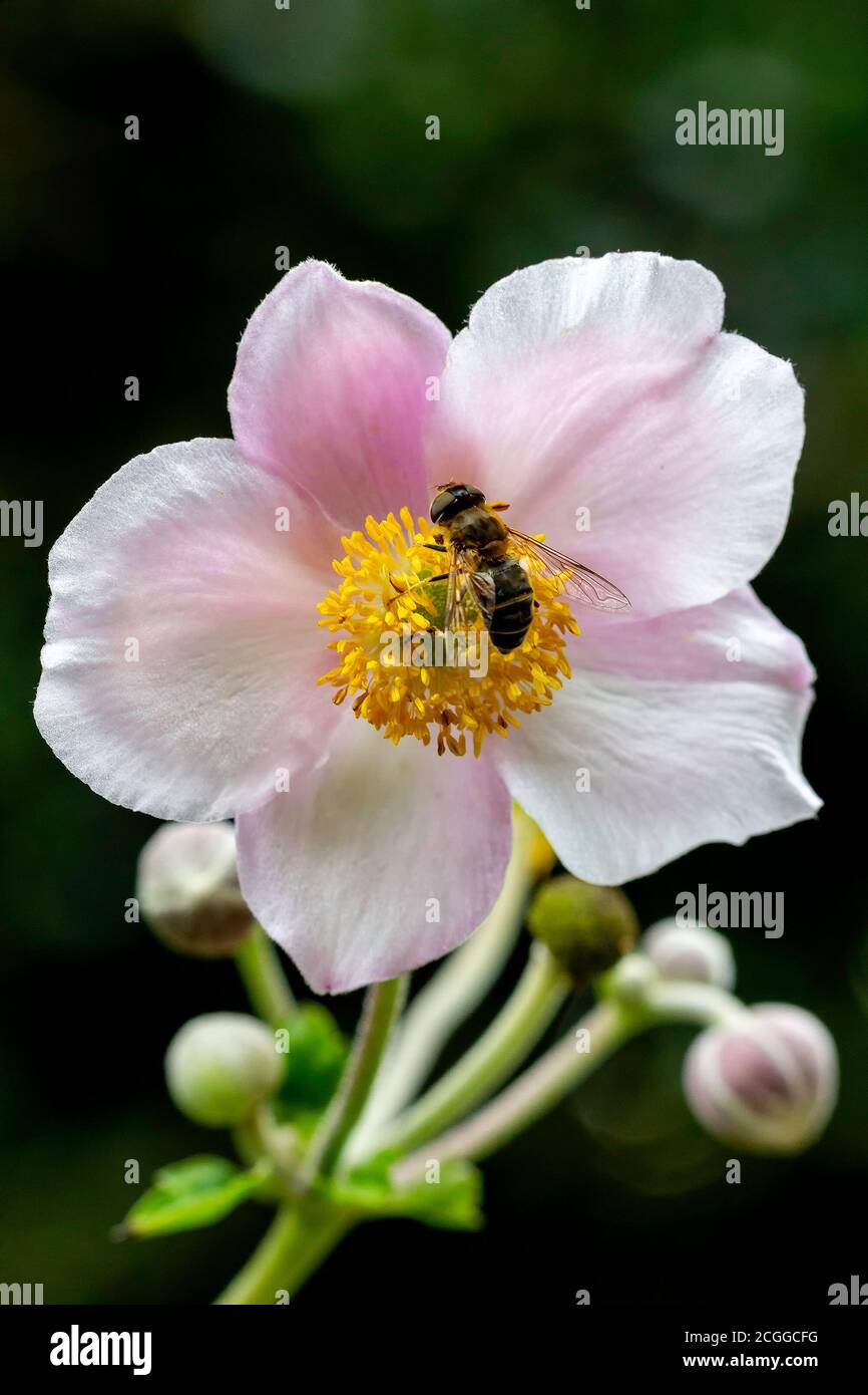 Sorvola raccogliere miele su rosa giallo sentito anemone fiore sotto luce solare estiva e su uno sfondo verde scuro e sfocato Foto Stock