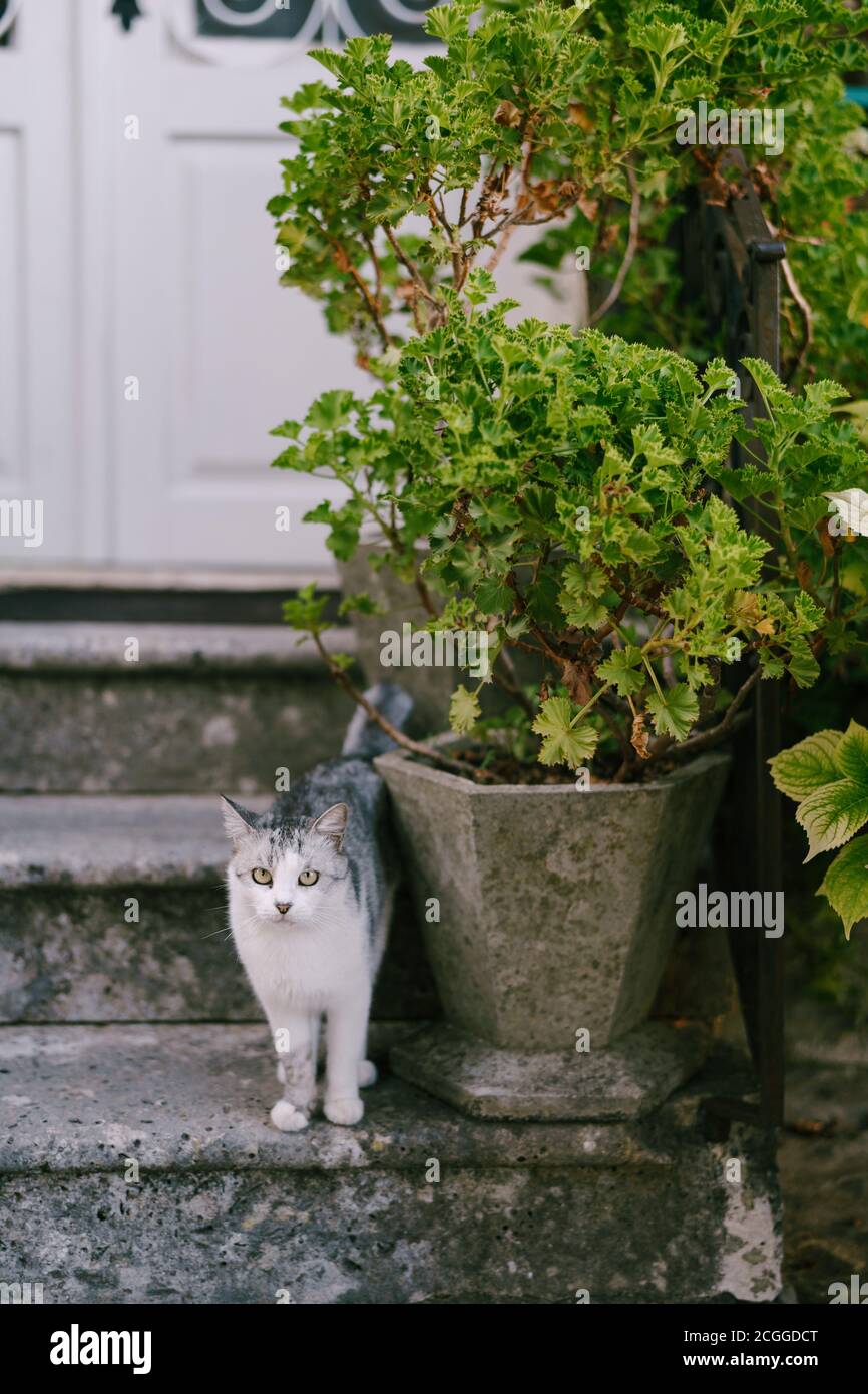 Un gatto con una parte posteriore grigia e un petto bianco sui gradini con una porta bianca e un grande fiore in una pentola di pietra. Foto Stock