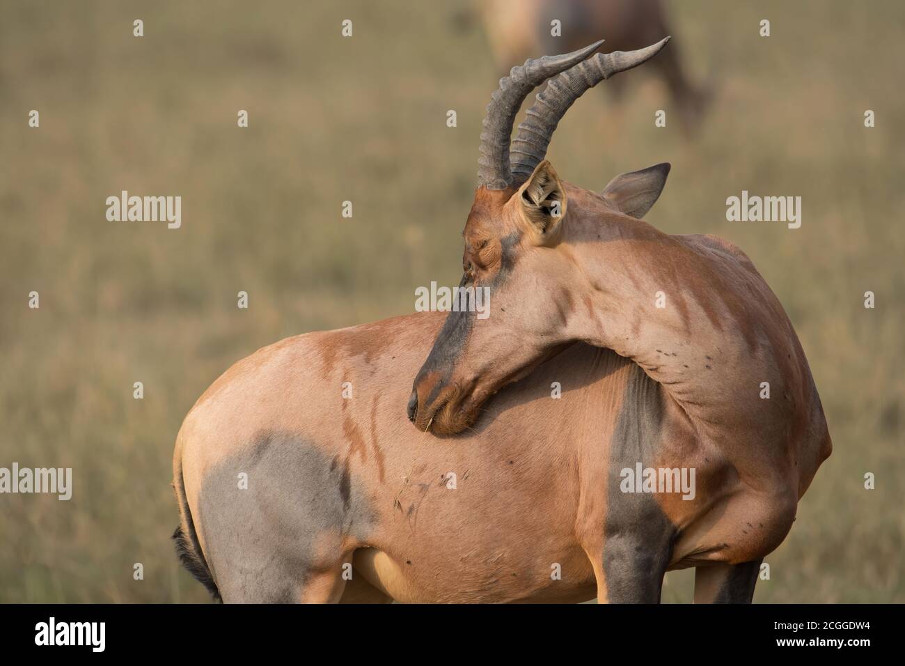Il topi è una sottospecie dello tsessebe comune. t è un antilope altamente sociale che si trova nelle savane, semi-deserti in Africa. Foto Stock