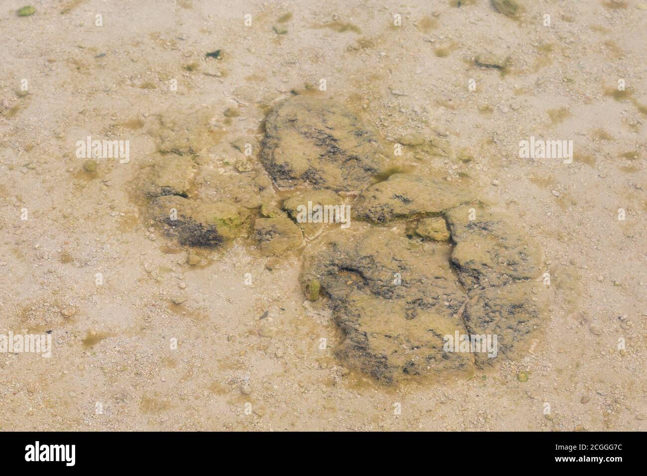 Stromatolith Al Lago Thetis, Cervantes, Australia Occidentale Foto Stock