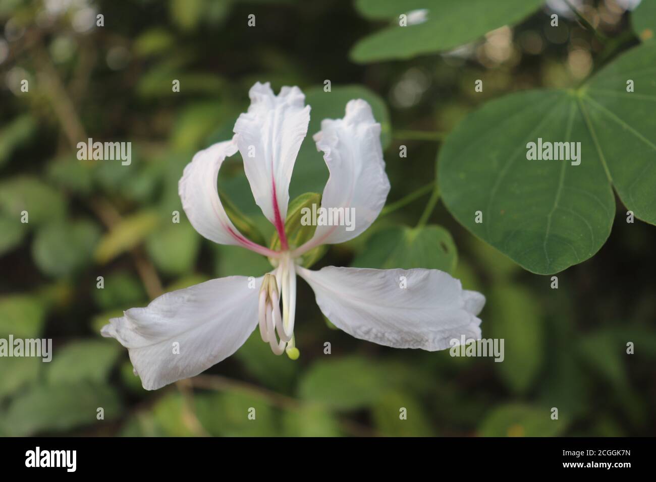 Bel fiore bianco di Bauhinia che cresce in un giardino Foto Stock