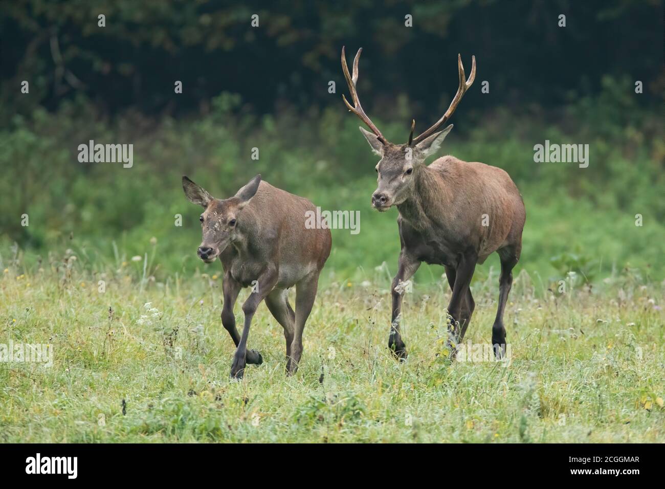 Cervo rosso maschio che insegue femmina sul prato in autunno. Foto Stock