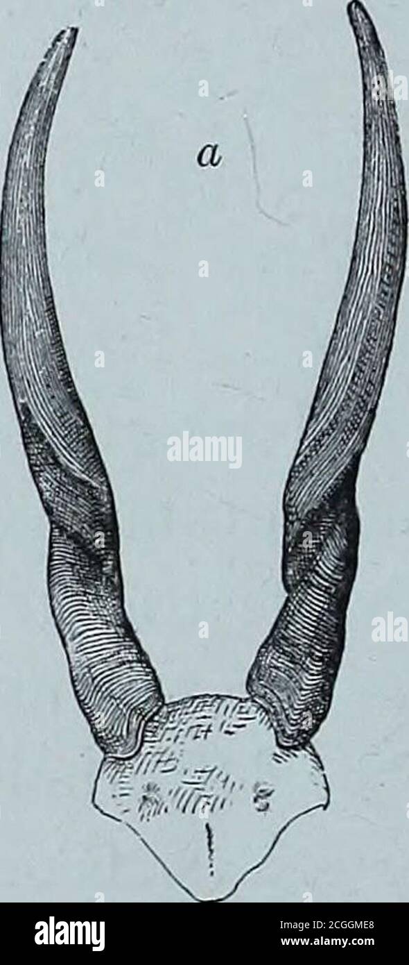 . Scoperta dei laghi Rudolf e Stefanie : una storia dell'esplorazione del conte Samuel Talaki . ^ Expressrifle, così ora tornerò al campo, lasciando il menwith il bufalo. Mi lavo lungo, non dubito mai che il rumore del primo avrebbe spaventato awaj^ tutto il gioco, quando tutti di un momento la testa di un bufalo è apparso tra i rush. Confessando che, ricordandosi di essere solo con ma una carica nel mirifolo, mi sentii caldo e freddo dappertutto. Mi affrettai, obbedendo alla necessità piuttosto che ai miei propri desideri, e passai il Buffalo, che si fermò con la cresta orgogliosamente allevata. Quanto avidamente ascoltò ogni sou Foto Stock