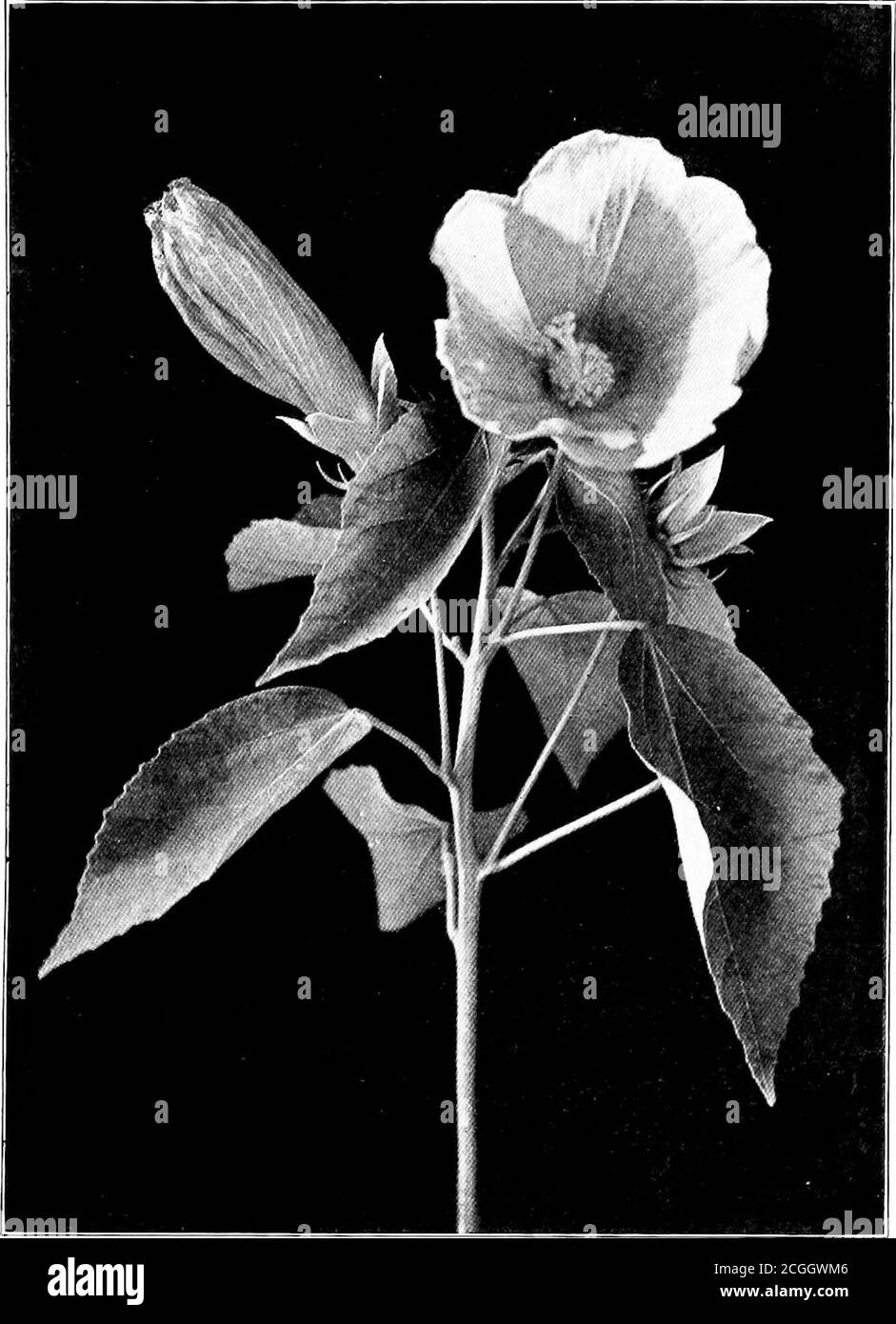 . Nel corso dell'anno con Thoreau . round. Non è il foglietto più bello che finge il pavimento della foresta. Journal, ix, 28. n 74 ] ROSE MALLOW (MARSH HIBISCUS) 16 agosto 1852. Hibiscus Mosscheutos (?), marshhibiscus, apparentemente, N. Barretti. La probabilità è stata fuori una settimana. Penso che debba essere il fiore più ricco e più appariscente e allo stesso tempo ricco di colori di questo mese. Non è così cospicuousas il girasole, ma di un colore più rarro, - rosa-viola pallido, lo chiamano, - come un hollyhock. E 'sur-prying per la sua quantità di colore, e, visto inatteso-in mezzo ai salici e bottoni-cespugli, con loro Foto Stock