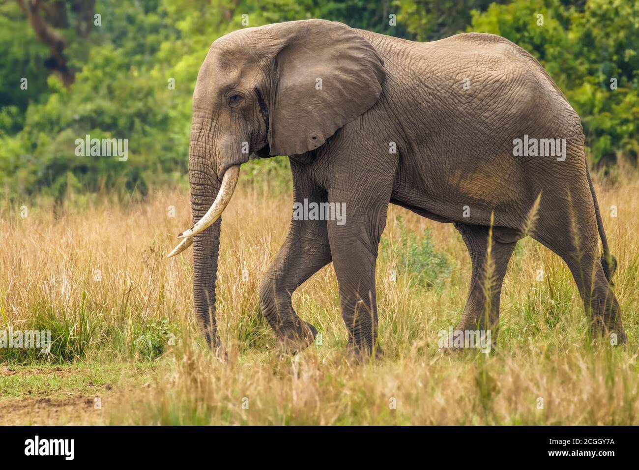 Un grande elefante maschio ( Loxodonta Africana) che cammina verso la riva  del Nilo, Murchison Falls National Park, Uganda Foto stock - Alamy