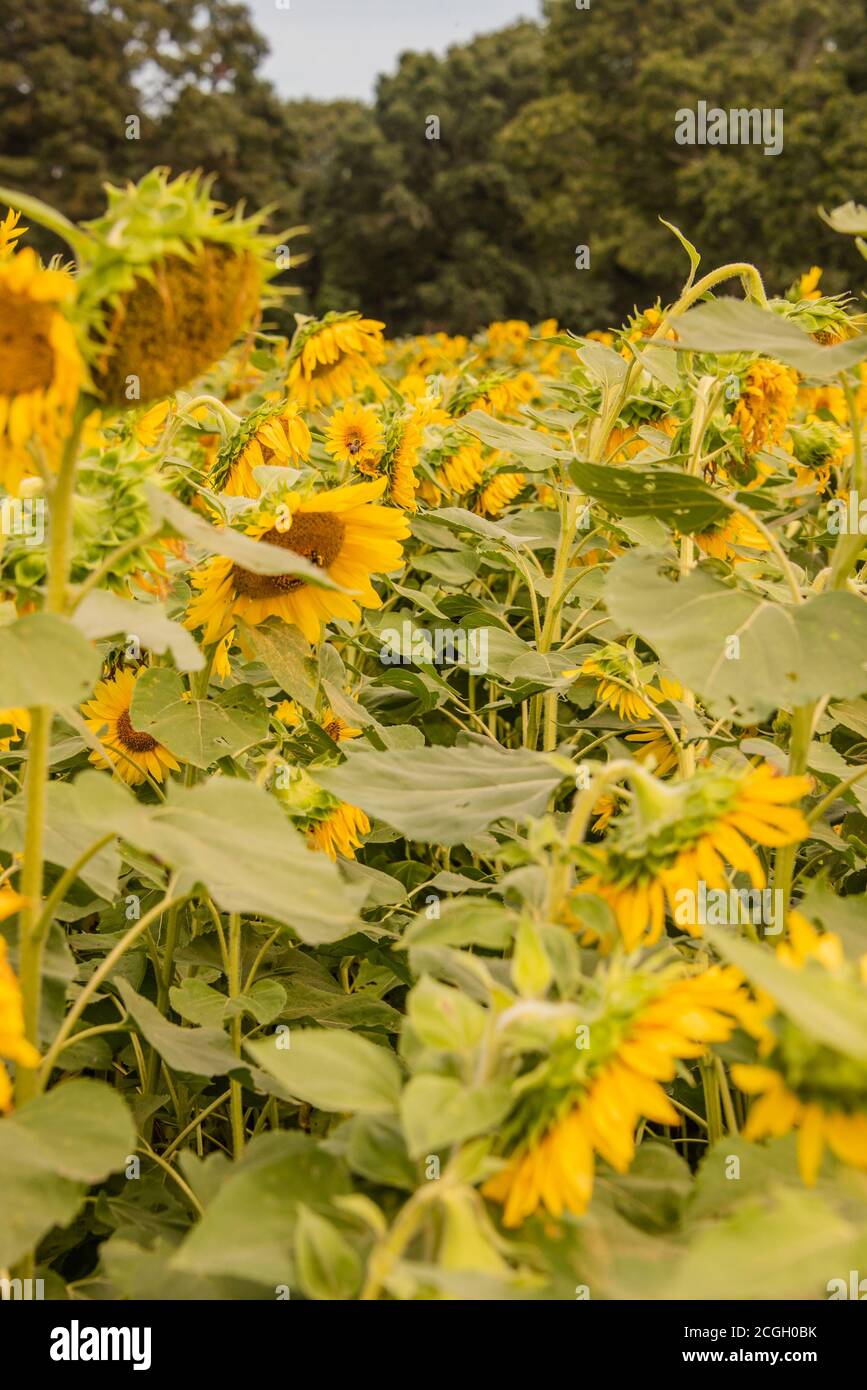 Girly girasole sfondo miele api raccolta Foto Stock