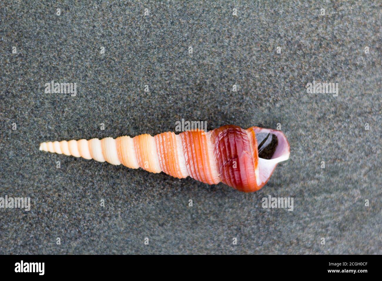 Seashell lavato alla spiaggia di Roxas City Foto Stock