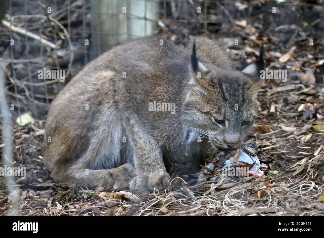 Alimentazione di Bobcat su mammifero piccolo Foto Stock