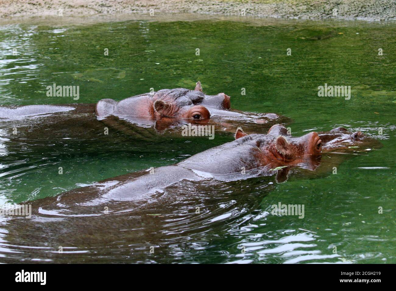 Fiume Hippopotamus in acqua Foto Stock