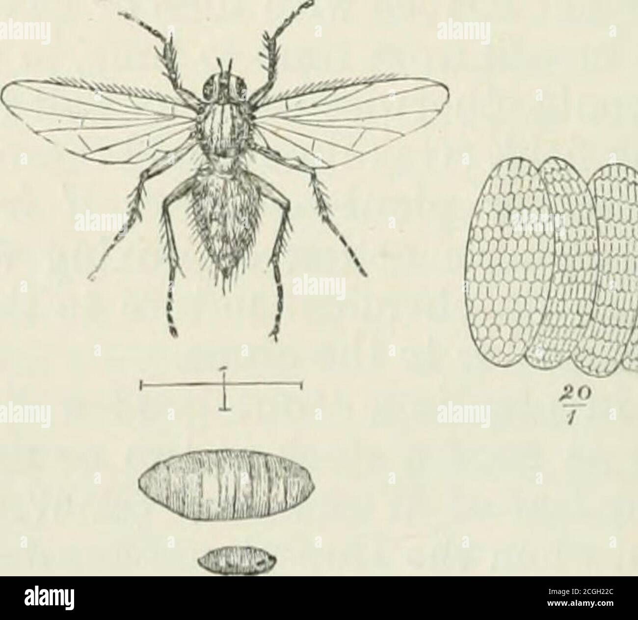 . Un manuale di insetti pregiudizievoli con metodi di prevenzione e di rimedio per i loro attacchi a colture alimentari, alberi di foresta e frutta. A cui si accosta una breve introduzione all'entomologia . t di paraffina; e come i wire-worm di solito si nutrono vicino alla superficie, l'odore, o la paraffina diluita stato spinto giù dalla pioggia, probabilmente soontell su di loro. Il sig. Whitehead menziona nel suo eport in precedenza che, aprendo una trincea in autunno dopo i pali ariden, e formando un anello vicino intorno ai centri-pianta, emettendo in terra, ceneri o segatura, saturato con olio di paraffina, è un excelle Foto Stock