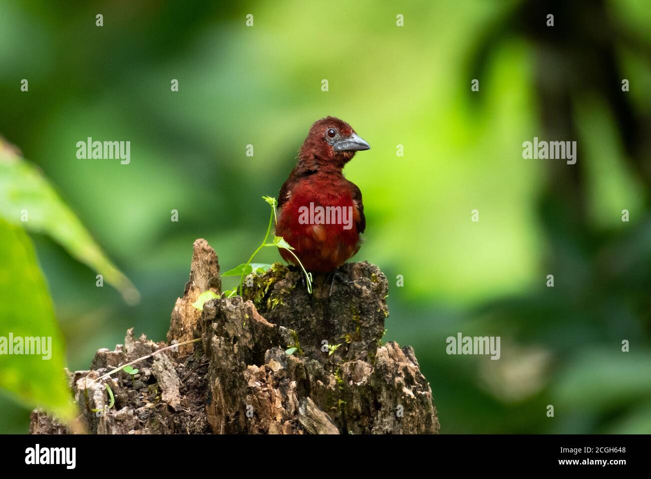 Un Tanager dal becco d'argento che perching su un ceppo di alberi nella foresta. Uccello su un moncone. Uccello nella foresta. Tanager perching con sfondo verde Foto Stock