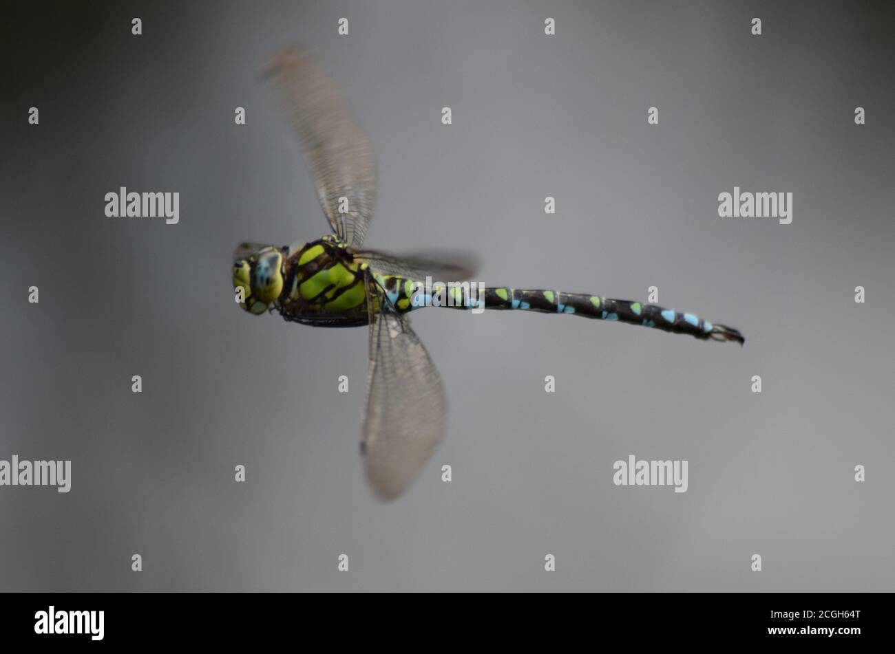 Dragonfly in volo 1 Foto Stock