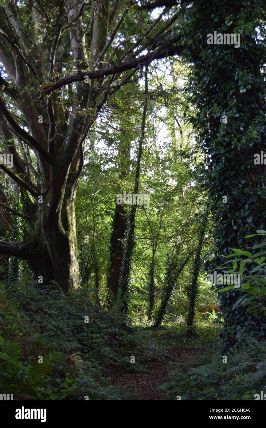 Attraverso i boschi Foto Stock