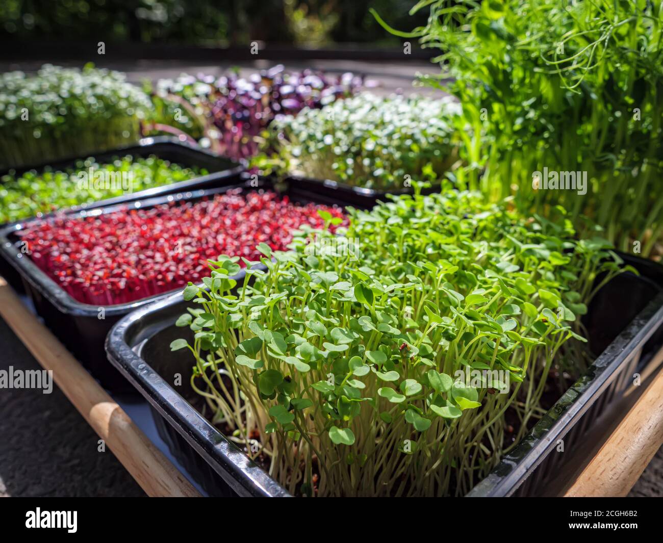 Vassoio con micrograni. Piante di piante varie Foto Stock