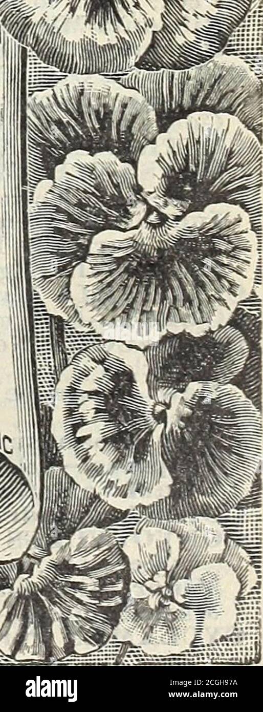 . La nostra nuova guida alla cultura delle rose : 1898 . fiammato o striato nei colori più brillanti ed ex-prerequisito. 10. Jet Black.-Dr.. Faust, o Cavaliere Nero. 11. LAR«e giallo puntato.-attraente. 12. Bianco a punta grande.-fiori showy. 13. Large Spotted, Mixed.: Ogni fiore in cr punteggiato su perbamente sui tre petali inferiori. 14. Azzurro.- colore delicato. 15. Marmo misto. - marmo splendidamente marmorizzato. 16. Odier, 01 cinque puntati. – di unrivaledbeauty; ogni petalo ha un grande blotch, con un margine ben definito. I 17. Manto viola.- Asplendid colore molto ricco. 18. Cappuccetto rosso.- sfumature di rosso brillante. | 19. Foto Stock