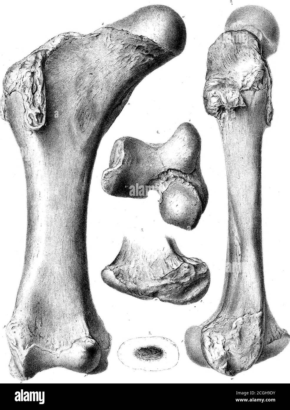 . Sui mammiferi fossili dell'Australia. Parte III. Diprotodon australis, Owen . ^^r-^f &gt;^. -^ •v ^?&gt;.^^„ W-KWeslejli-at W.West xsaap. f^/- e rv. Flal. 2&gt;ctr£^.MDCCCLlX. FHite XLYIII.. WEWBsUjhik. N.. Piiilj. Rrait/S.MDCCCLlX. Ptoe XIX. .i*^../is. Foto Stock