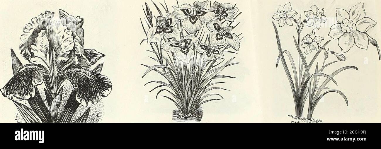 . Catalogo all'ingrosso di bulbi, piante e semi di fiori di Peter Henderson & Co. Per la piantagione d'autunno: 1896 . .50 n(S •35 2^75 .06 • 35 2.75 .10 .50 4^50 .00 ■ 35 275 .08 ■ 45 4.00 .08 ■45 4-00 . uo ■ 45 4.00 .07 .40 350 rift.00 •45 4.00 .05 ■45 4.00 .08 ■45 4.00 .12 ■75 6.00 .Oo ■45 4.00 .Oo ■45 4.00 .10 ■ 50 450 .08 ■45 4.00 .Go •45 4.00 NSL .Oo ■45 400 .00 ■45 4.00 .OS ■45 4.00 .85 550 50.00 .10 1.00 6.00 . 10 1.00 6.00 . 12 1.25 8.00 . 20 2.00 is^oo .08 .85 6.00 55.00 •15 1.50 10.00 95.00 .18 1-75 12.00 .18 1-75 12.00 .18 1-75 12.00 .10 1.00 6.00 .10 1.00 6.00 • 15 .85 7.50 •25 1.50 12. Foto Stock