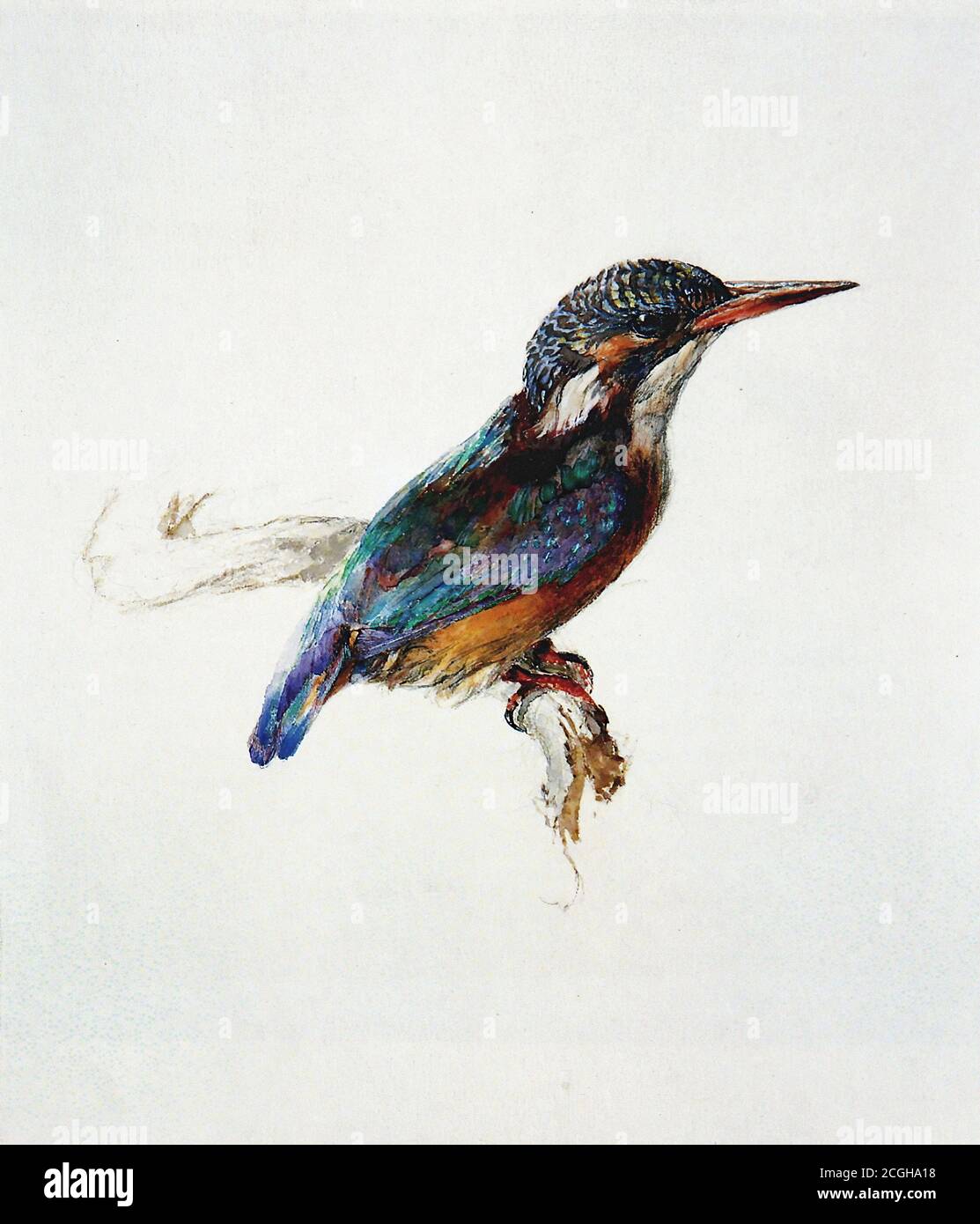 Ruskin John - Kingfisher - British School - 19 ° secolo Foto Stock