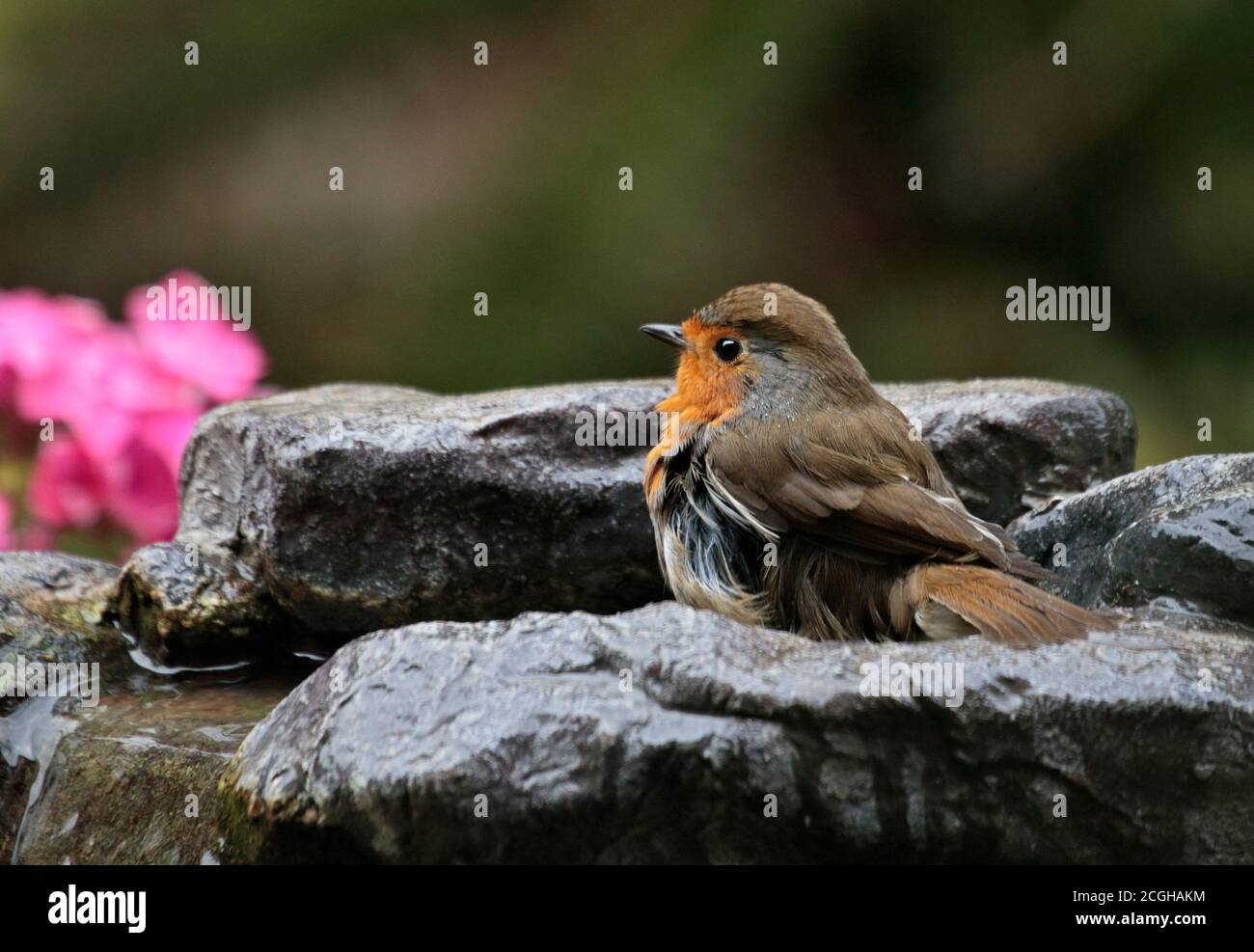 European Robin (erithacus rubecula) bagno in una fontana da giardino, Regno Unito Foto Stock