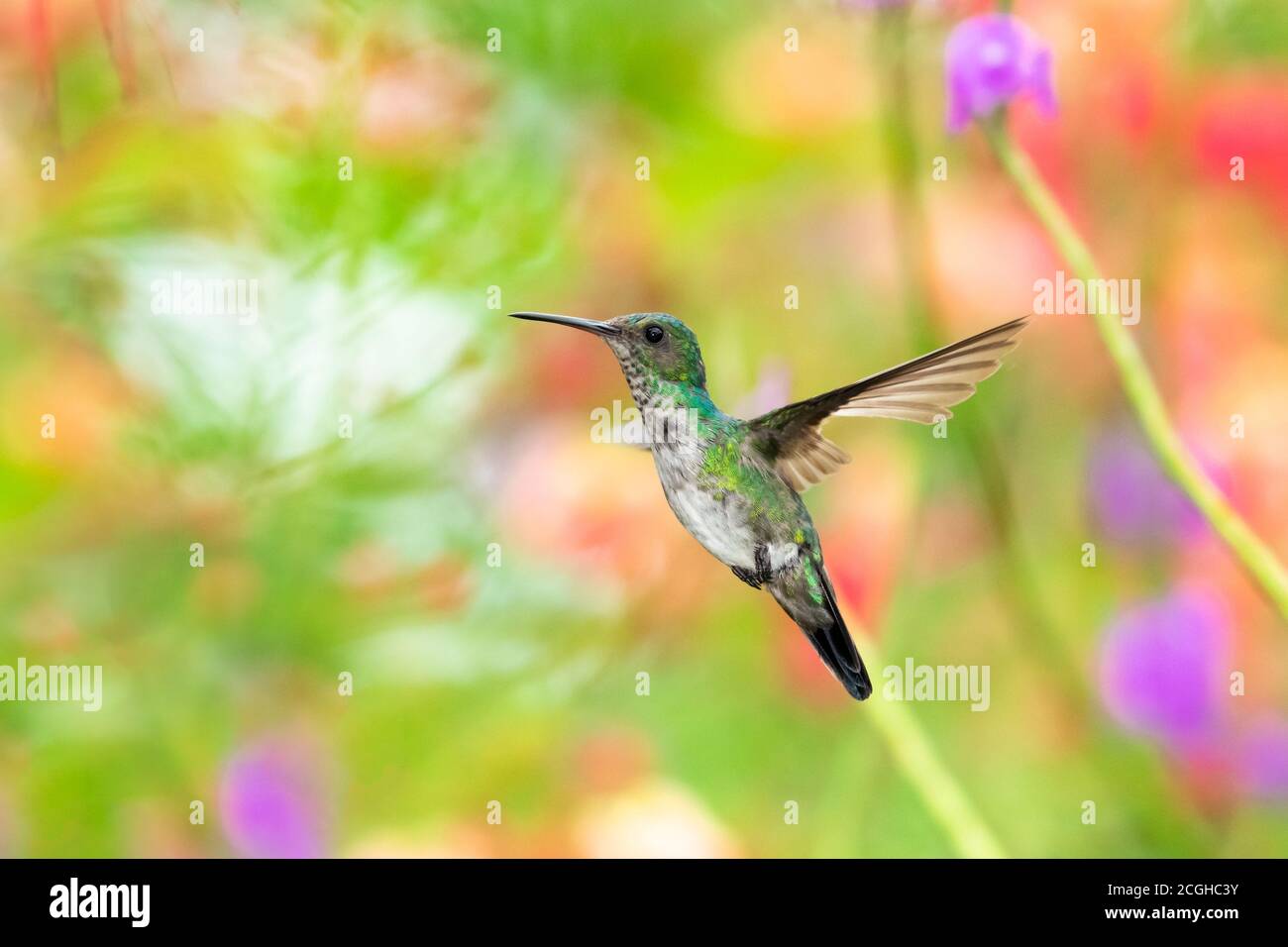 Un hummingbird femmina con zaffiro e zaffiro con un luminoso sfondo floreale. Uccello in un giardino. Hummingbird in ambiente naturale Foto Stock