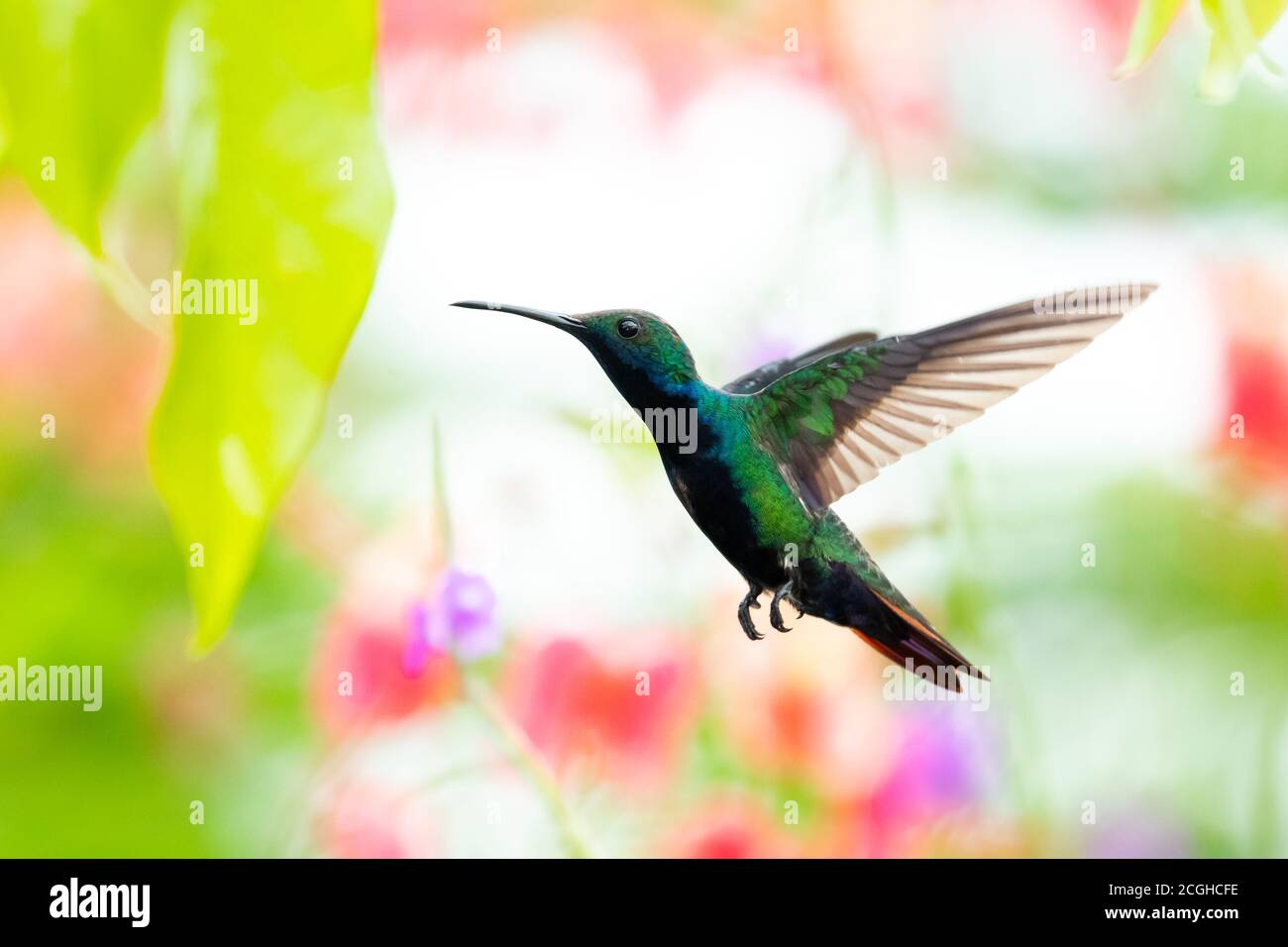 Una colibrì di mango dalla gola nera che si affaccia in un giardino con sfondo floreale. Uccello in un giardino. Hummingbird in ambiente naturale Foto Stock