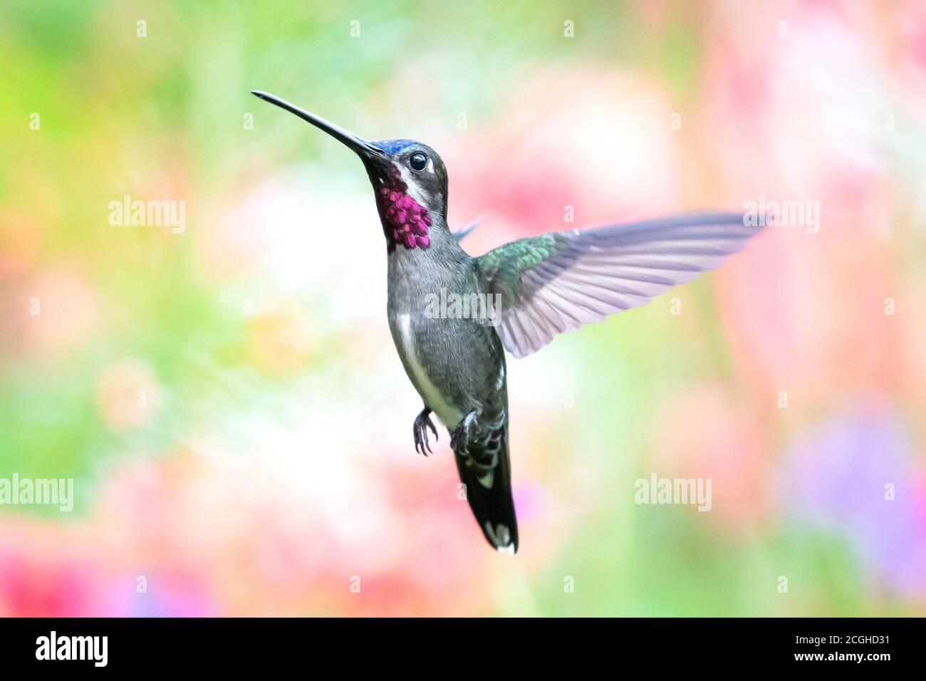 Un colibrì di Starghal a lunga fattura che si abbarbica su uno sfondo colorato e sfocato. Uccello in un giardino. Hummingbird in ambiente naturale Foto Stock