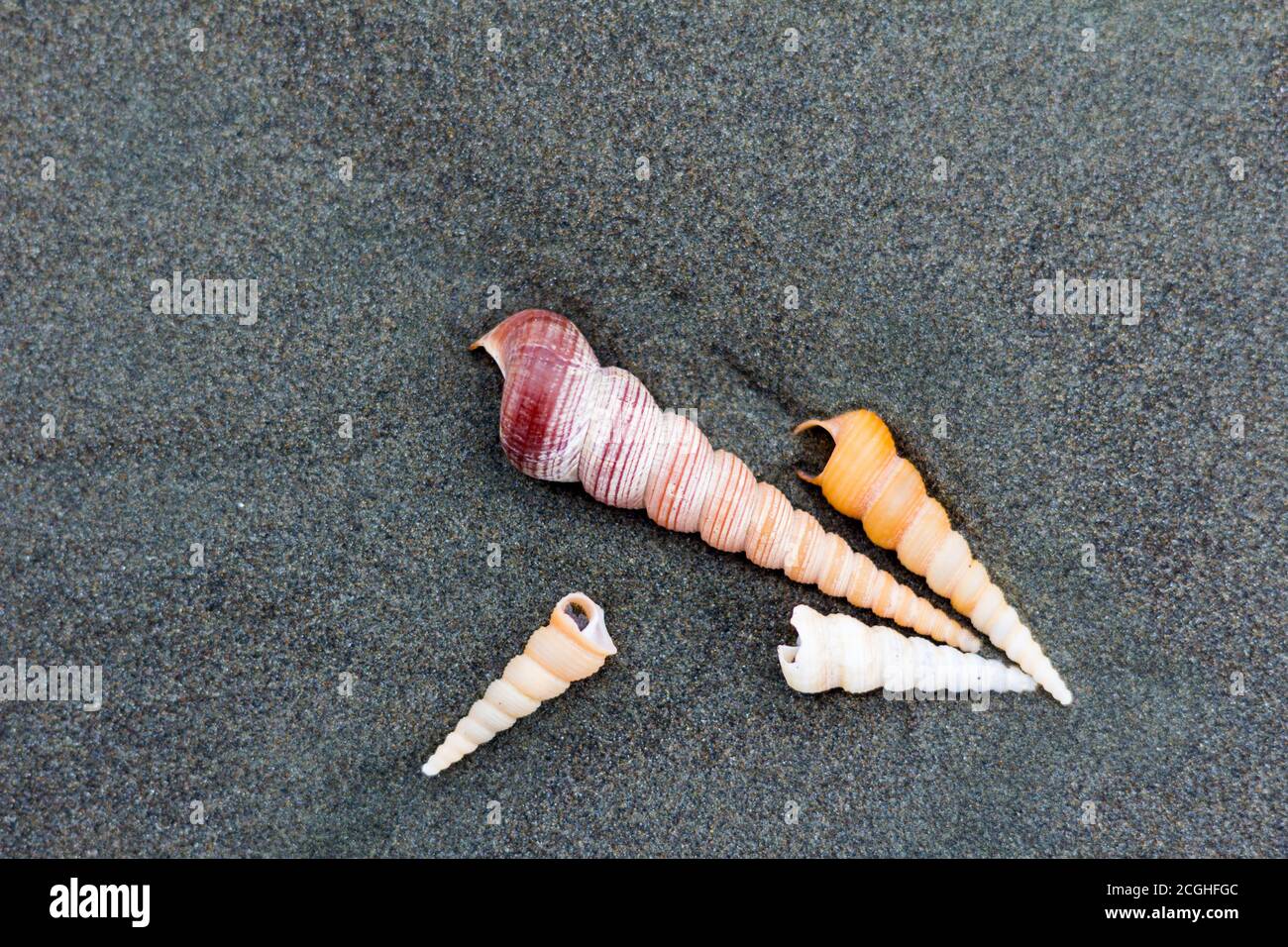 Conchiglie lavate sulla spiaggia di Roxas City Foto Stock