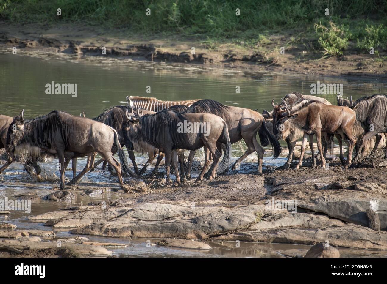 Una mandria di gnu wildebeest blu attraversa con attenzione il fiume Talek nella riserva Maasai Mara in Kenya. Foto Stock