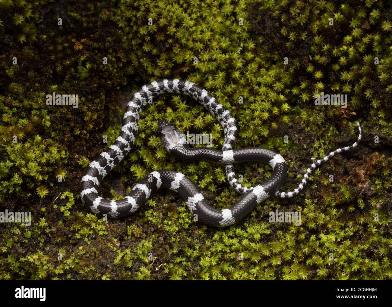 Mountain Wolf Snake, Lycodon Butleri è un piccolo serpente leggermente velenoso Foto Stock