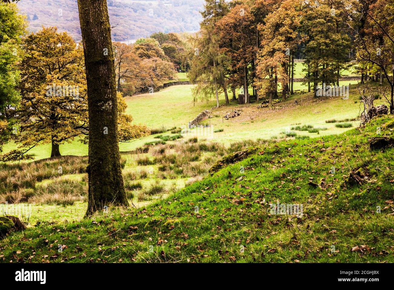 Paesaggio autunnale sopra l'acqua di Coniston nel Distretto dei Laghi Inglesi. Foto Stock