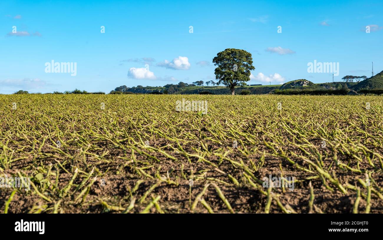 Campo di coltura della patata con piante tagliate prima della raccolta in giornata di sole, Lothian orientale, Scozia, Regno Unito Foto Stock