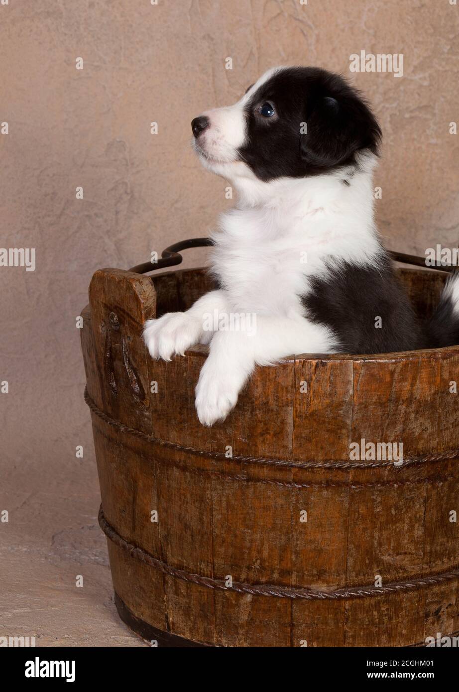 CUTTE Felice cucciolo di collie bordo in un secchio di legno Foto Stock