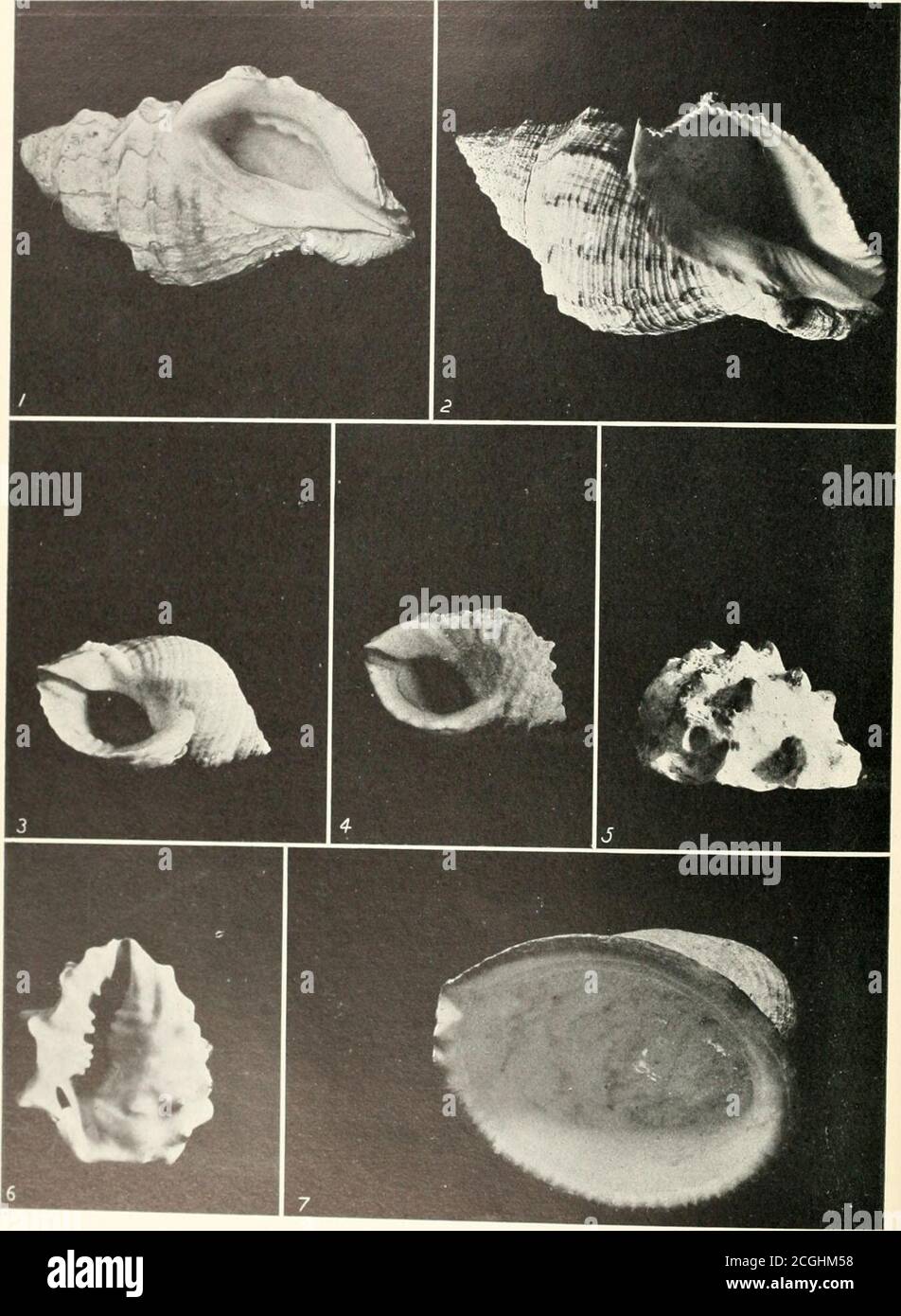 . Il libro delle conchiglie . TROPHONS, TRAPANO E EUPLEURA 1 Trophon triangulatus. 2 Trophon triangulatus. Trophon Belcheri.Trophon clatkrotus. Urosalpinx cincrea.Epleura caudaia.. ; E XKAR KKIIVKS I WRINKW P« I P IVKS 5-? SrbE?r?!S^ le Purples. Cane verricello vena o sacco sul retro del corpo. Il suo uso al suo proprietario è thesame come l'inchiostro del calamaro comune. Un getto d'inchiostro colora l'acqua, e permette ai perseguiti di fuggire da un nemico. Wecan capisce quanto sia stato duro e noioso il processo di ottenimento di questo colorante in quantità. La complessa arte di miscelare i succhi per produrre la desiredplay della colorazione Foto Stock