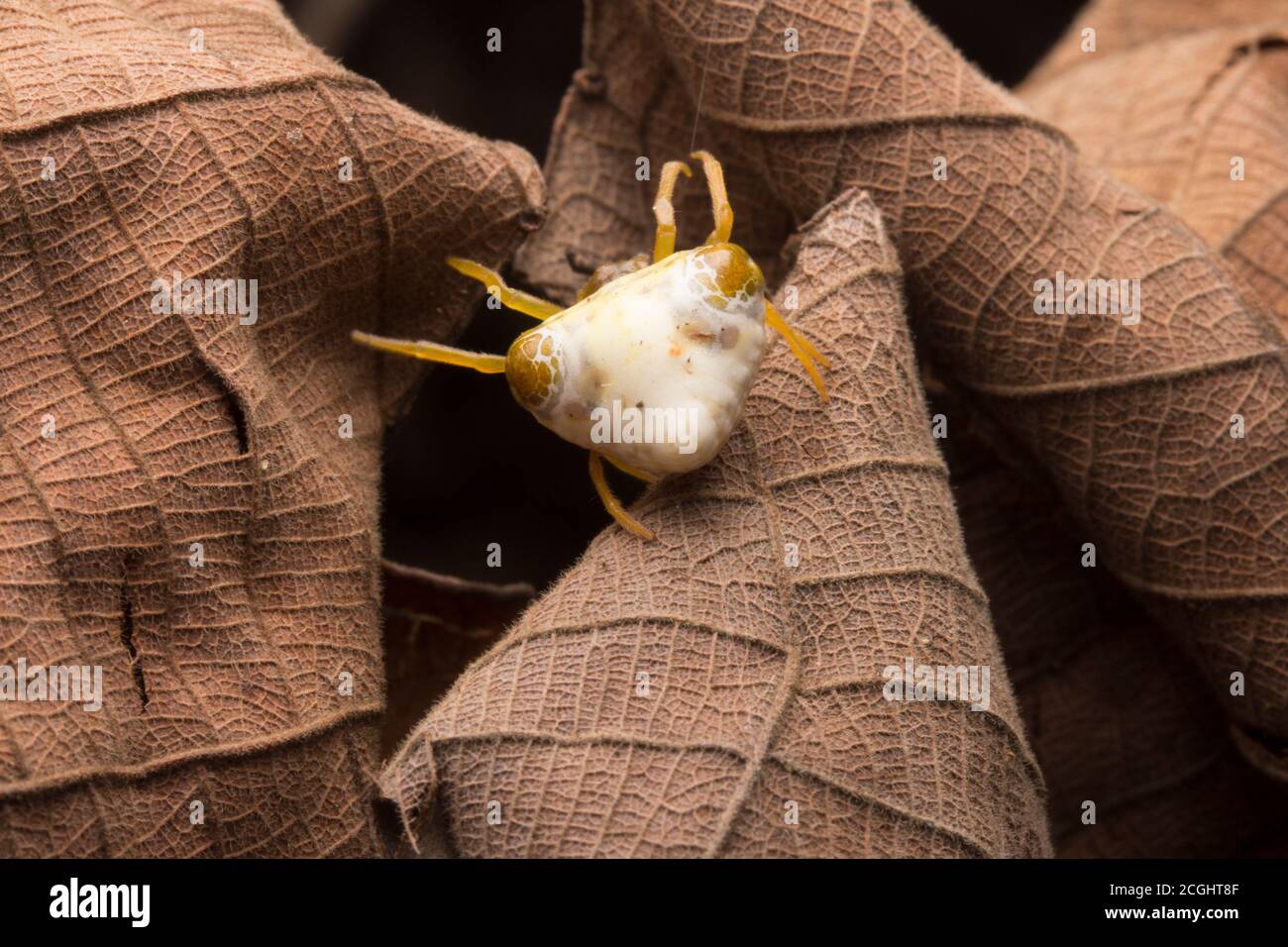 Uccello sterco ragno (Cyrtarachne sp.) che assomiglia ad un mucchio di sterco di uccello. Foto Stock